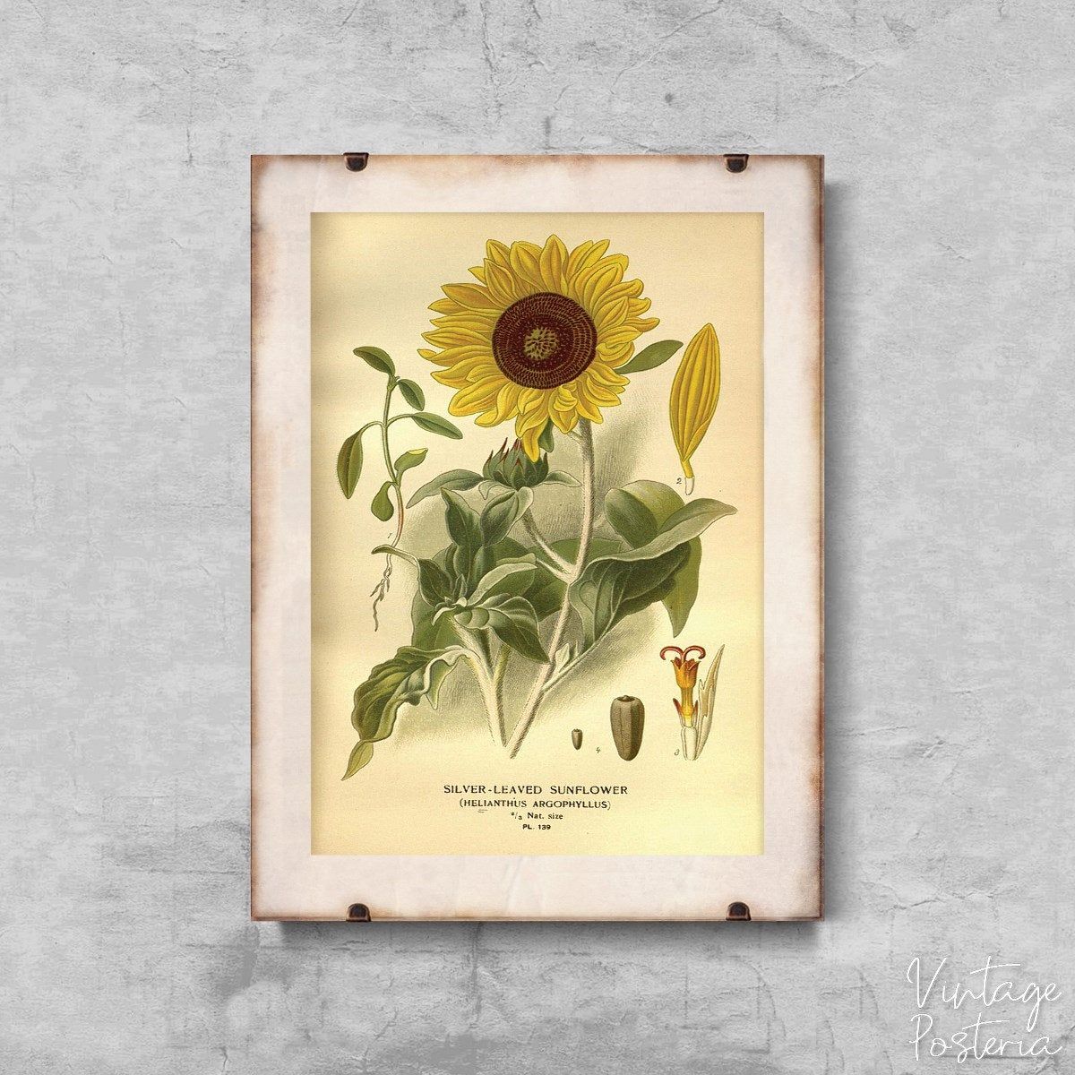Download Vintage Sunflower Print Vintage, Aesthetic Art, Adolphe ...