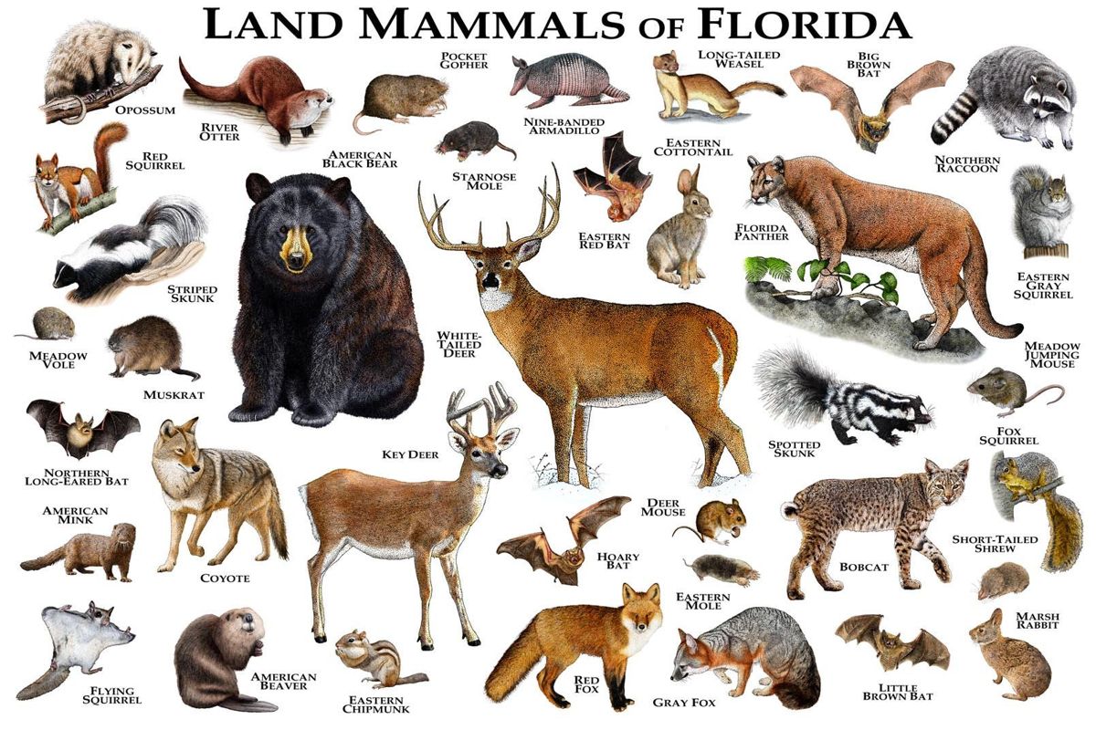 Млекопитающие животные список животных с картинками