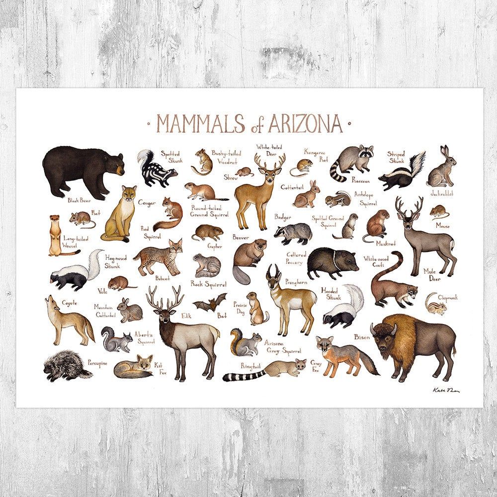 Arizona Mammals Field Guide Art Print - Animals Of Arizona - Nature